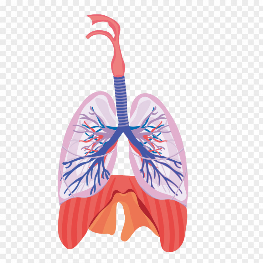 Vector Heart And Lung Function Respiratory System Respiration Anatomy Physiology PNG