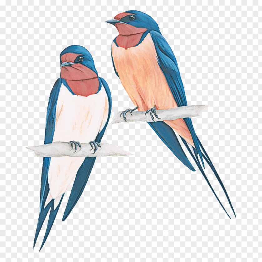Bird Beak European Swallow Bluebird Songbird PNG