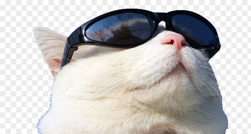 Cat Wearing Sunglasses T Sunscreen GitHub PNG