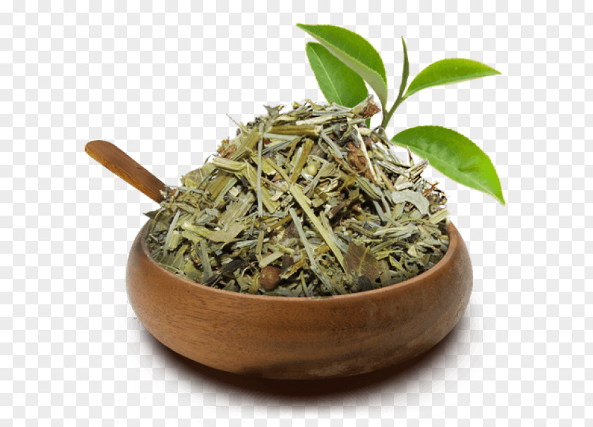 Cha Hibiscus Tea Hōjicha Green Equisetum PNG