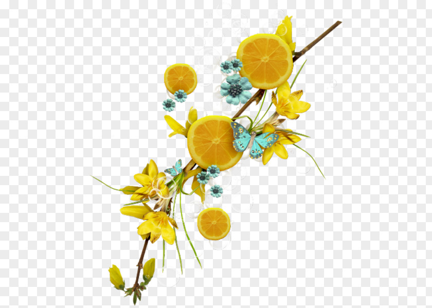Limon Lemon Fruit Auglis Flower PNG