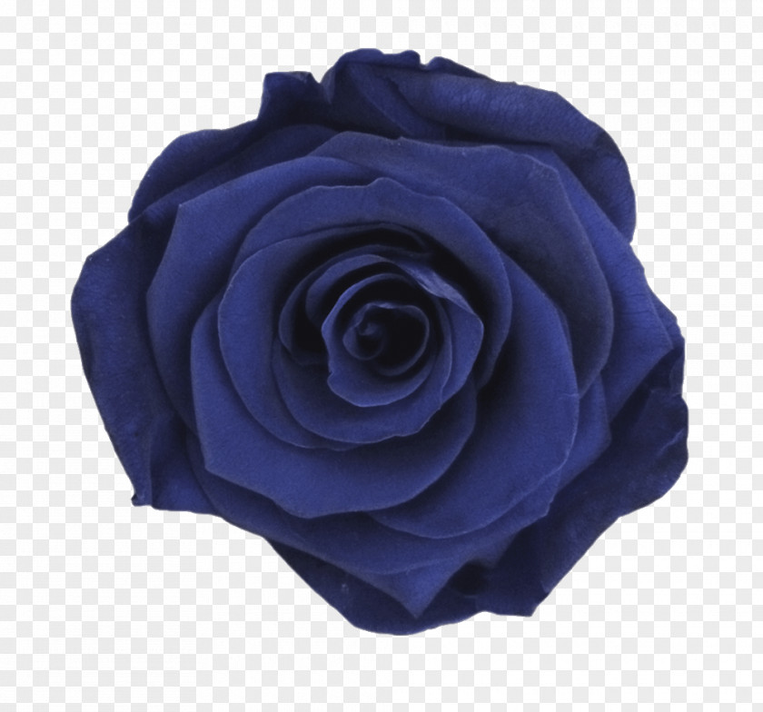 Rose Garden Roses Blue Color PNG