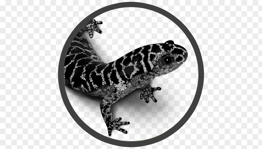 Salamander Frosted Flatwoods Reticulated Giant Salamanders PNG