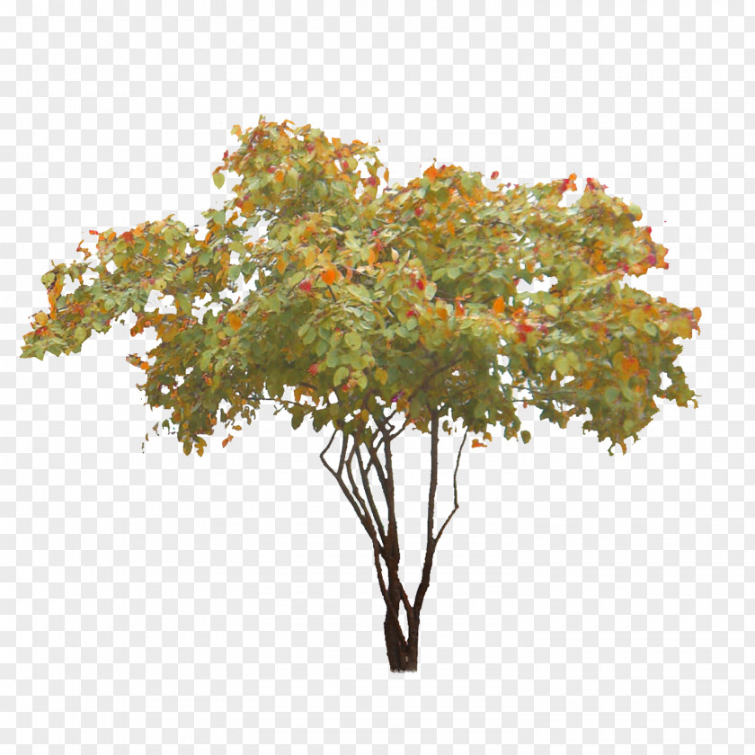Watercolor Tree Treelet Clipping Path Shadbush PNG
