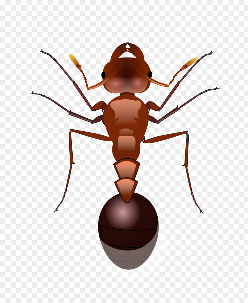 Ants Red Imported Fire Ant Clip Art PNG