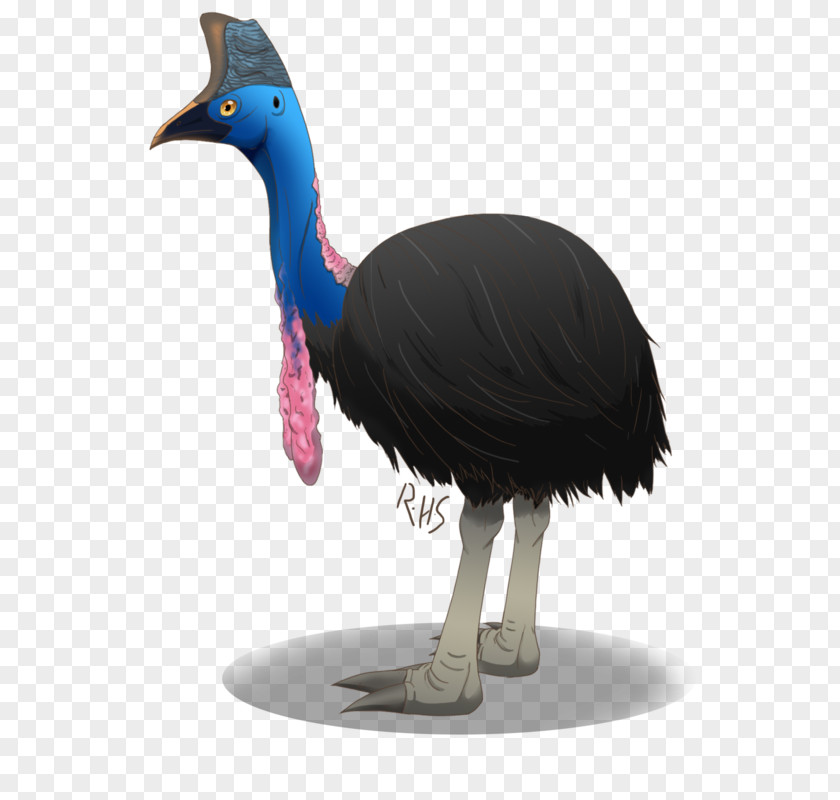 Feather Common Ostrich Cassowary Emu Fauna PNG