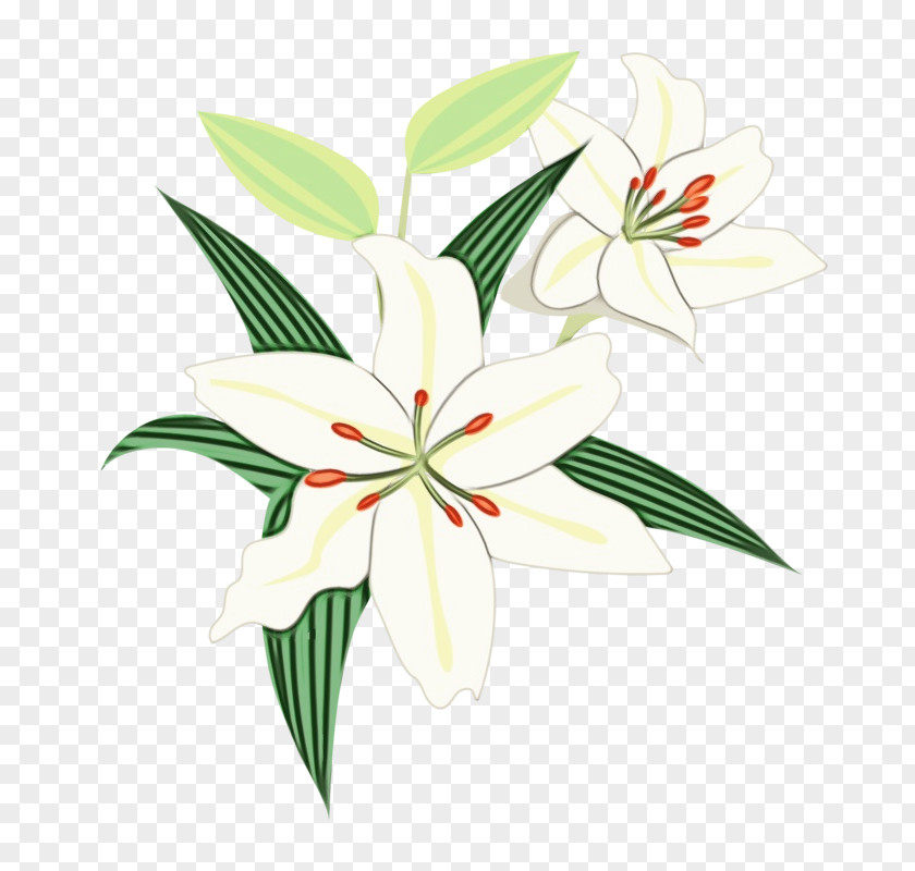 Floral Design PNG