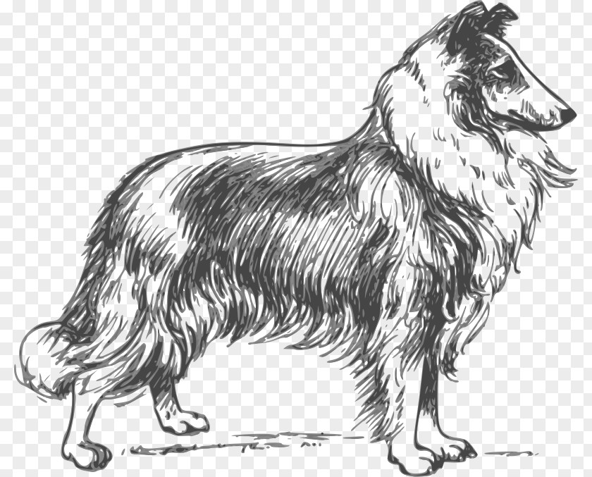 Puppy Rough Collie Border Lassie PNG