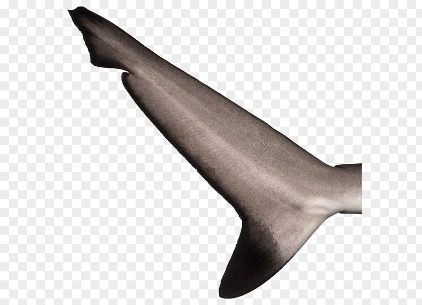 Sharks Shark Fin Soup Sea Lion Tail Fish Thresher PNG