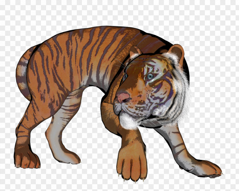 Tiger 131 Cat Whiskers Fauna Illustration PNG