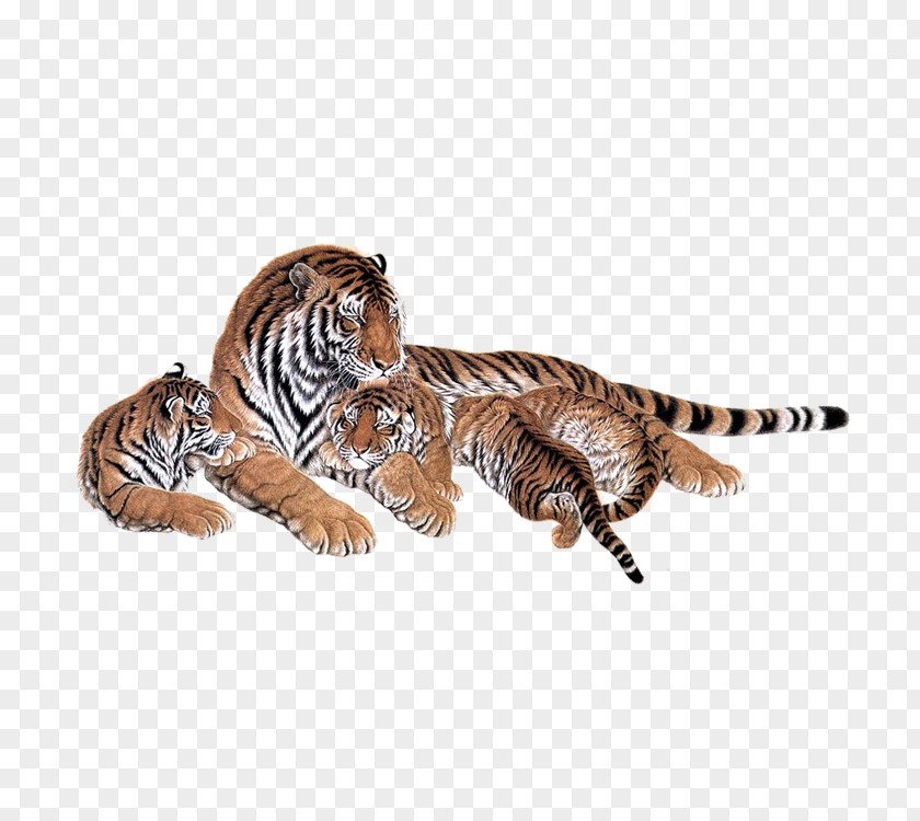 Tiger Siberian Lion Bengal Cat Animal PNG
