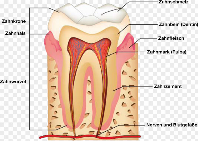 Tooth Anatomy Human Dental PNG