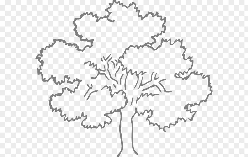 Tree Template Quercus Kelloggii Black And White Drawing Clip Art PNG