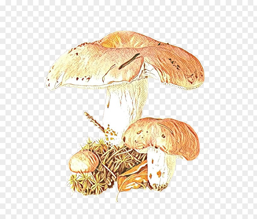 Edible Mushroom Botanical Illustration Fungus Agaricaceae PNG