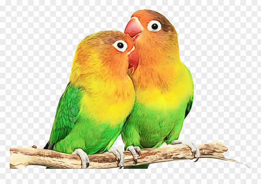 Feather Adaptation Lovebird PNG