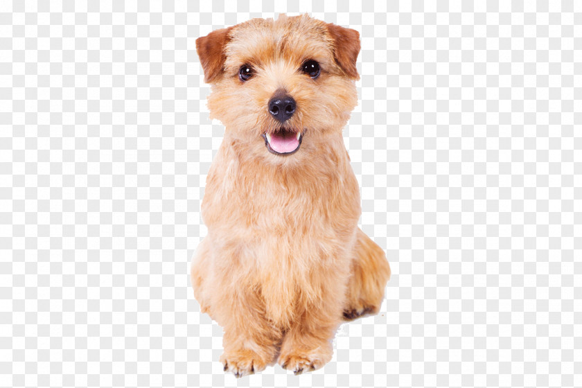 Norfolk Terrier Norwich Glen Sporting Lucas Dutch Smoushond PNG