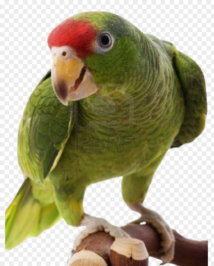 Parrot Red-crowned Amazon Bird Budgerigar PNG
