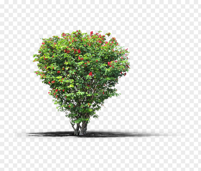 Tree Fruit Plant PNG
