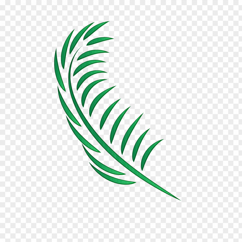 Vascular Plant Fashion Accessory Feather PNG