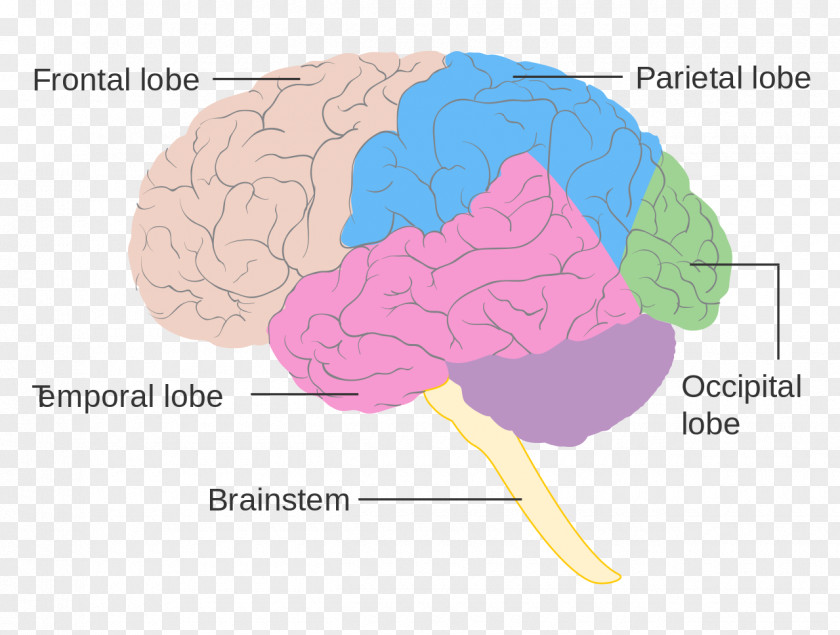 Brain Lobes Of The Frontal Lobe Diagram Human PNG