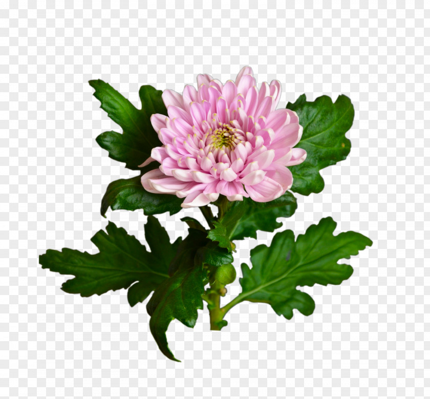 Chrysanthemum Цветочный магазин STUDIO Flores Flower Bouquet Garden Roses PNG