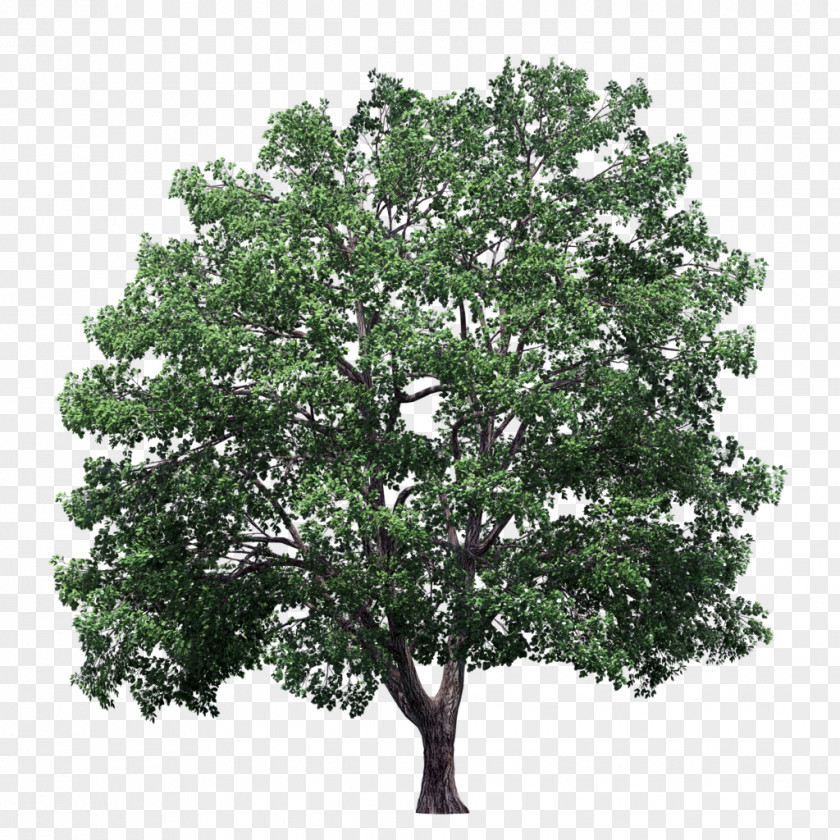 Hedge Plane Trees Crown Elm PNG