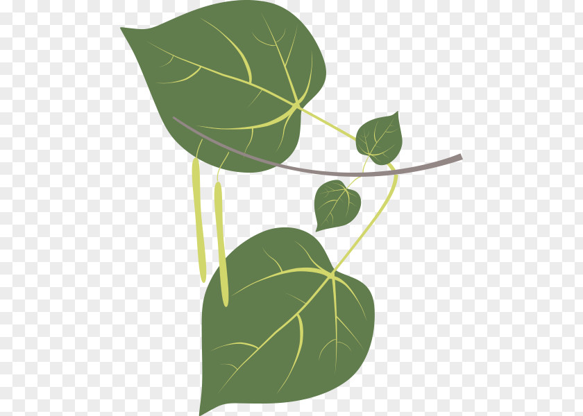 Leaf Sweetgum Plant Stem Tree Clip Art PNG