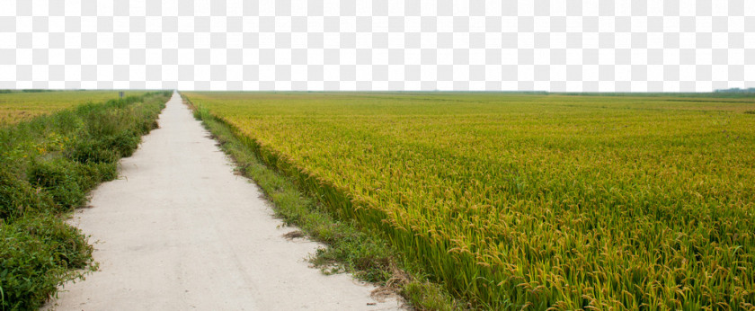 Rice Field Paddy Oryza Sativa Crop PNG