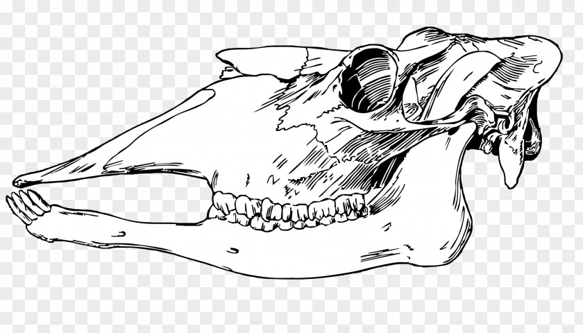 Animal Skull Moose Deer Jaw Tooth Incisor PNG
