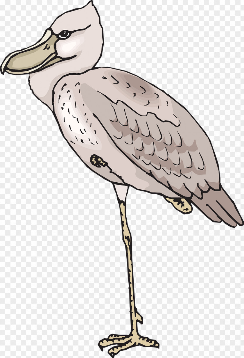 Bird European Herring Gull Shoebill Beak Clip Art PNG