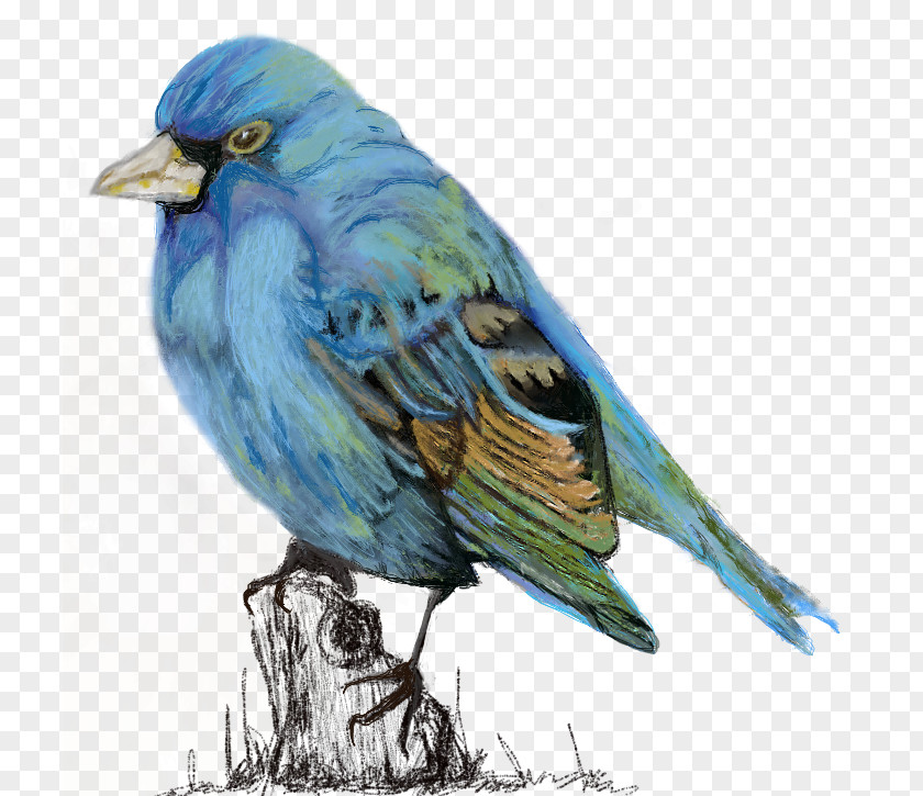 Bluebird Blue Jay Finches American Sparrows Watercolor Painting Cobalt PNG