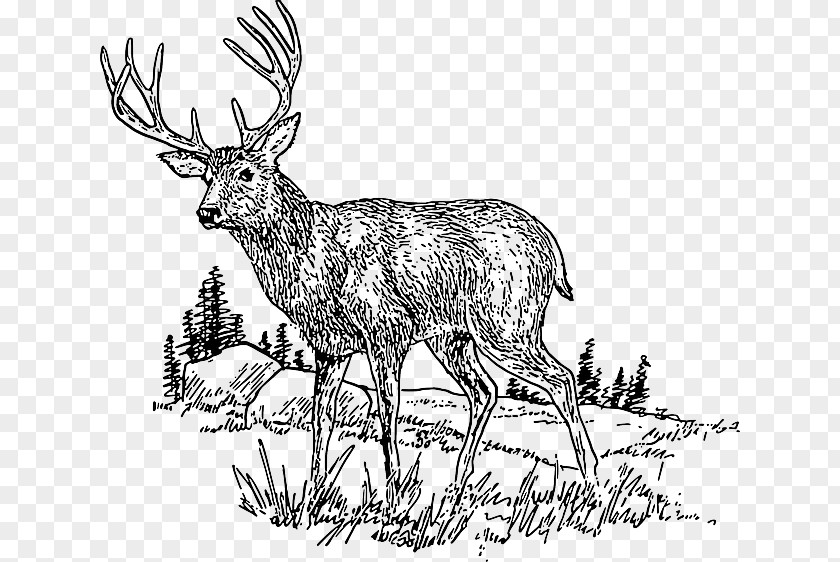 Deer White-tailed Clip Art Openclipart Free Content PNG