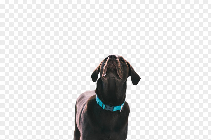 Dog Puppy Leash Snout Turquoise M PNG