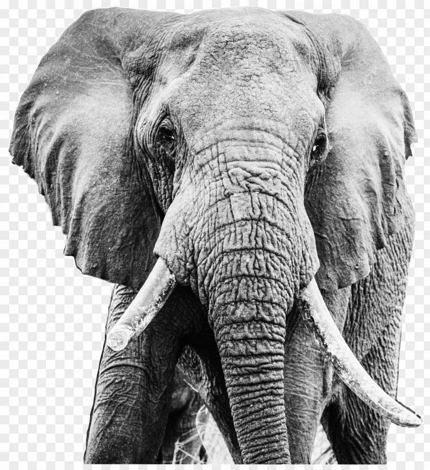 Elephant Indian African Tusk Tsavo PNG