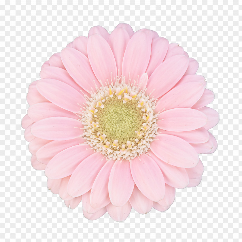 Flower Barberton Daisy Gerbera Pink Petal PNG