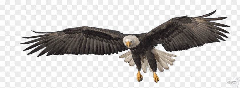 Bird Bald Eagle Transparency PNG