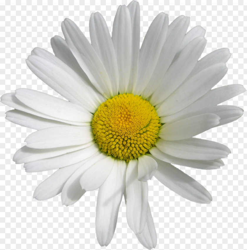 Chrysanthemum Oxeye Daisy Marguerite Transvaal Roman Chamomile PNG