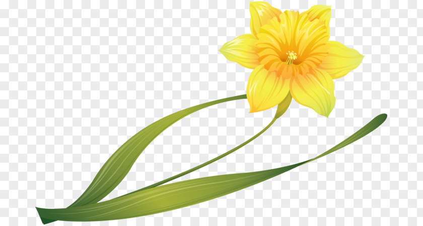Daffodil Narcissus Cut Flowers Bulb PNG
