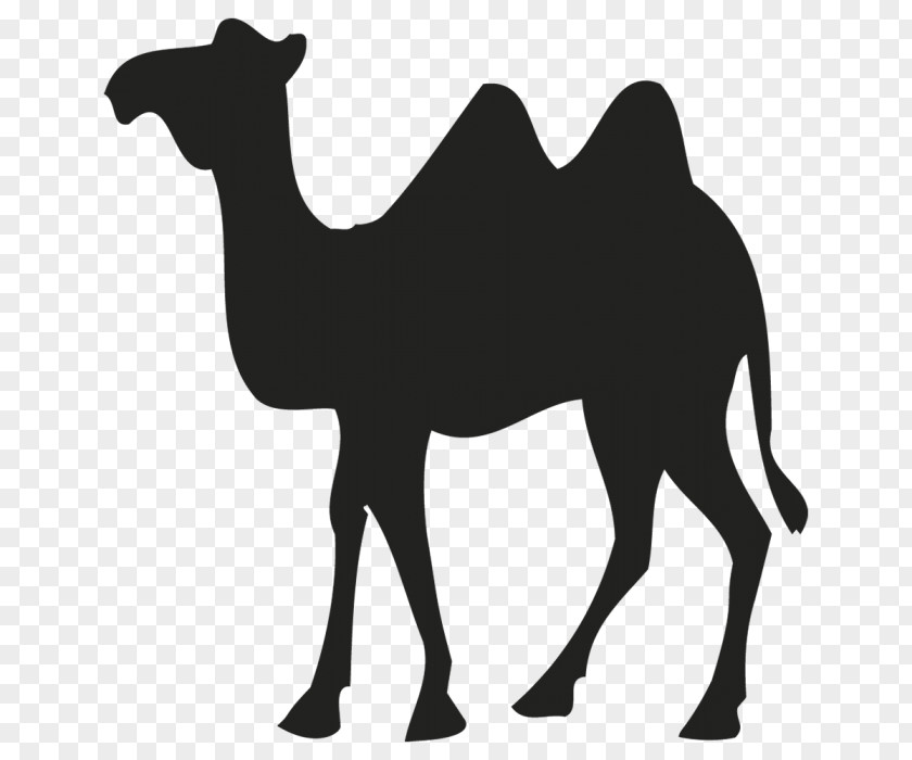 Design Dromedary Bactrian Camel Sticker Logo PNG