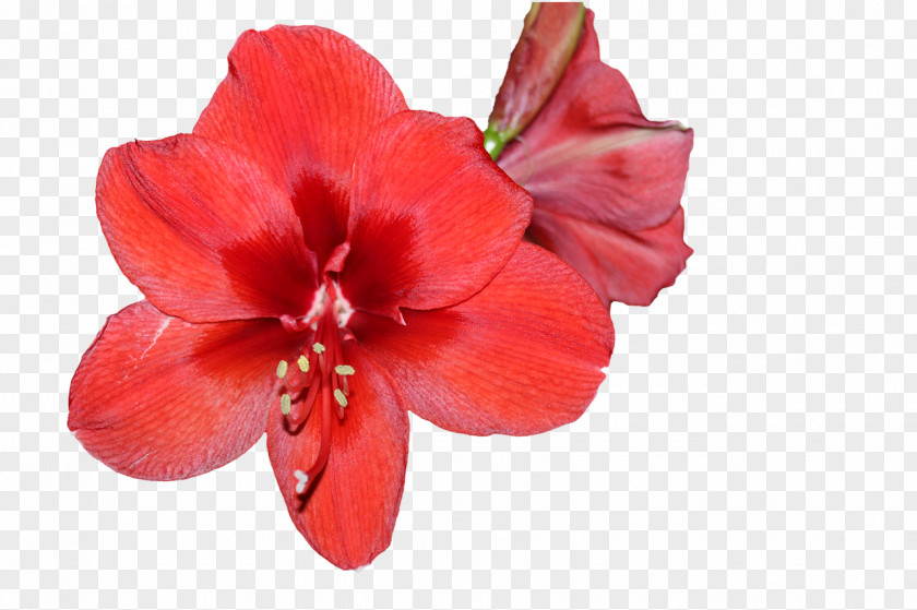 Flower Clip Art Image Jersey Lily PNG