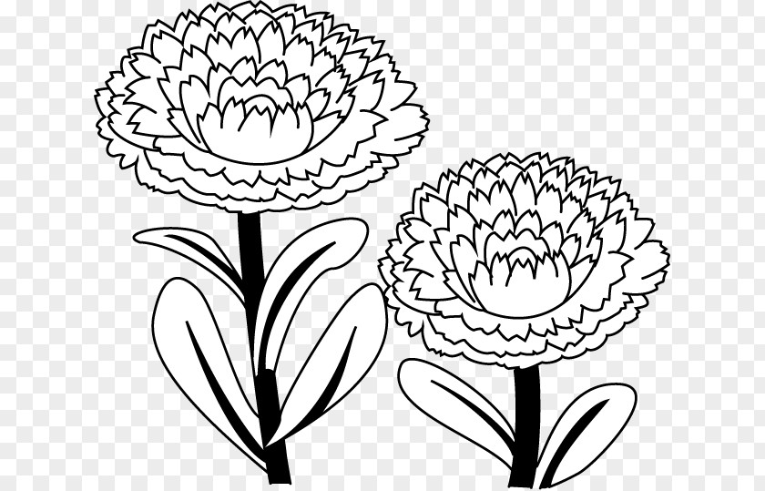 Flower Floral Design Calendula Officinalis Coloring Book Drawing PNG