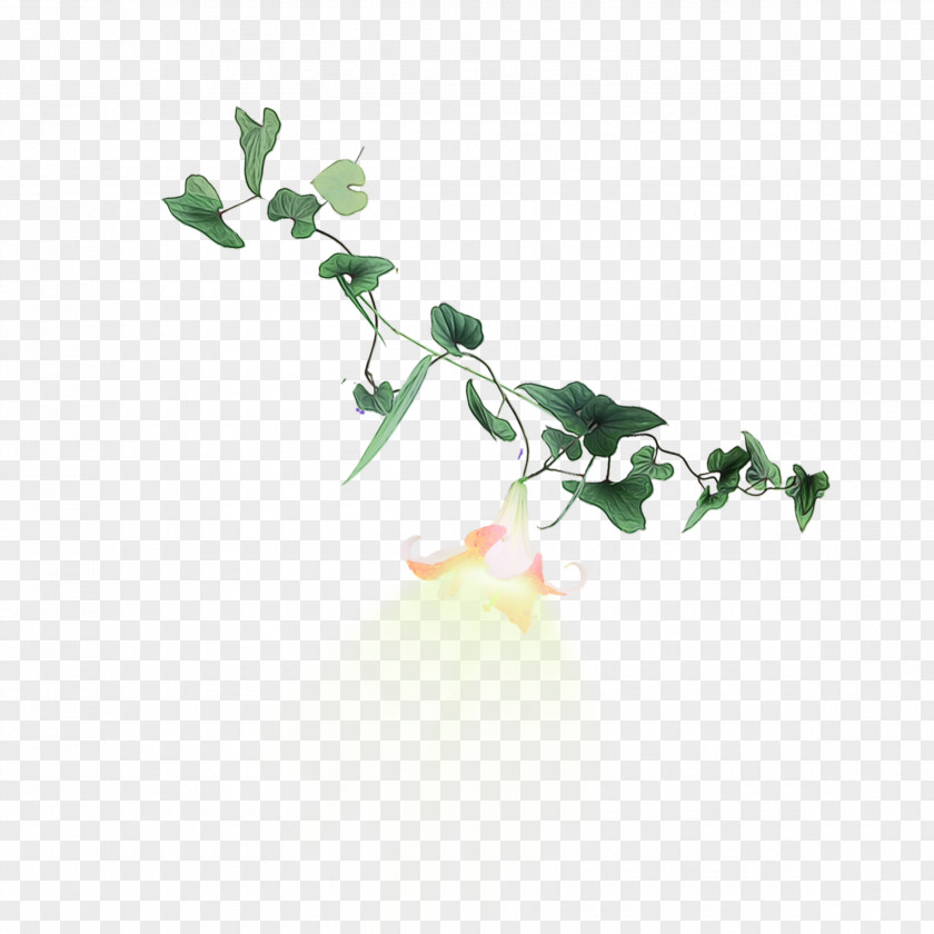 Ivy Flowering Plant Black And White Flower PNG