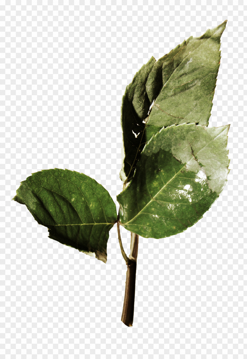 Leaf Plant Pathology Stem PNG