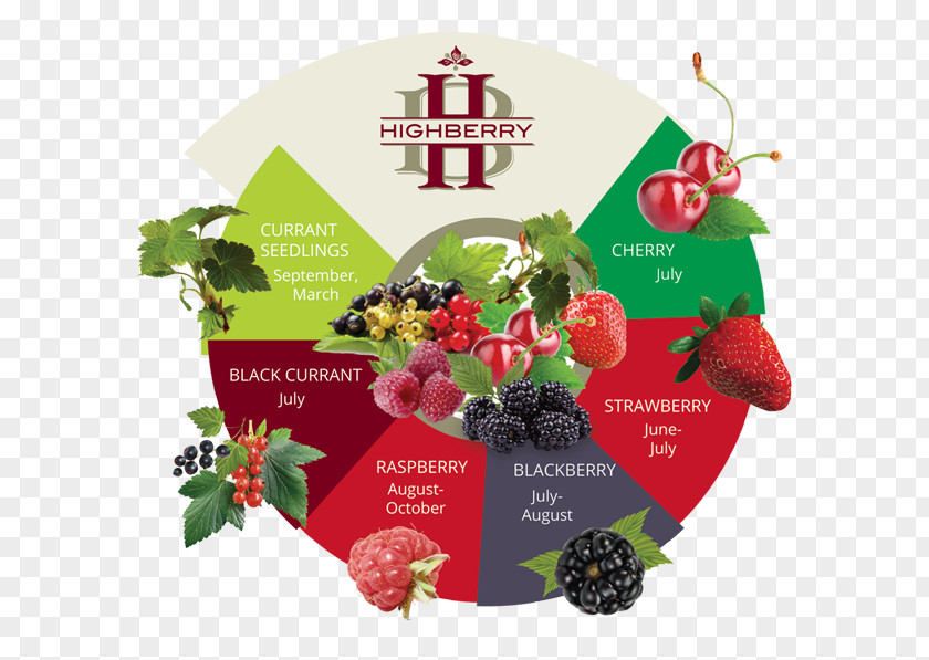 Raspberry Boysenberry Vegetable Fruit PNG