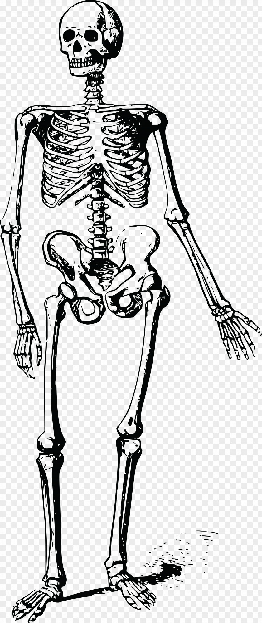 Skeleton Skull Bone Clip Art PNG