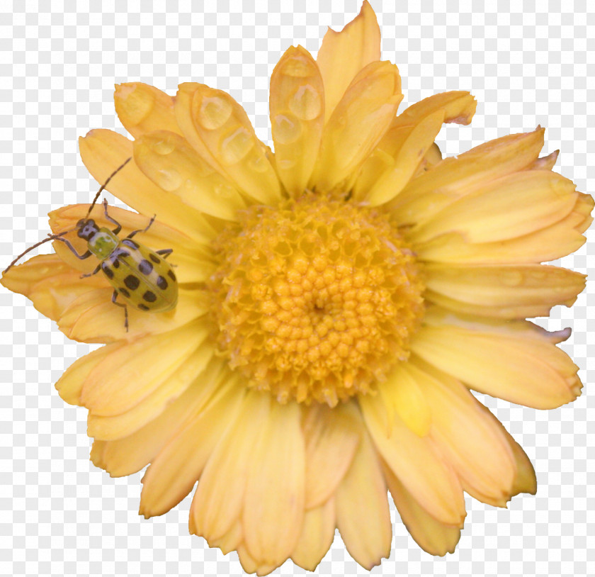 Chrysanthemum Transvaal Daisy Family Marigolds Cut Flowers PNG