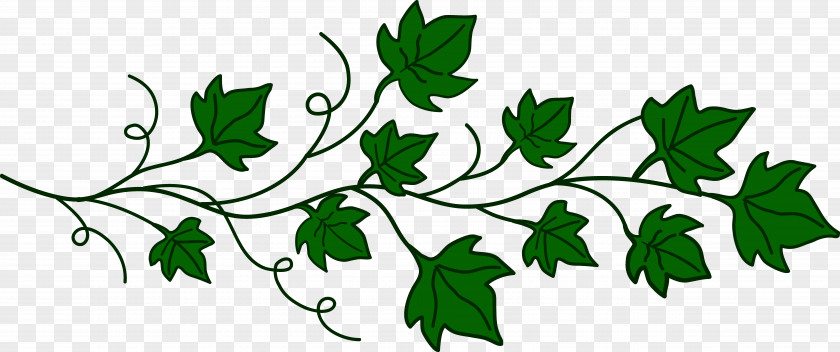 Leaves Cartoon Vine Ivy Free Content Clip Art PNG