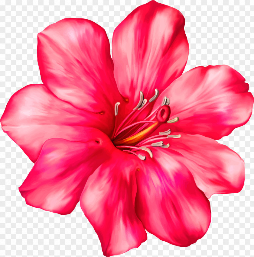Norwegian Draw Beautiful Flowers Clip Art Flower Desktop Wallpaper Vector Graphics PNG