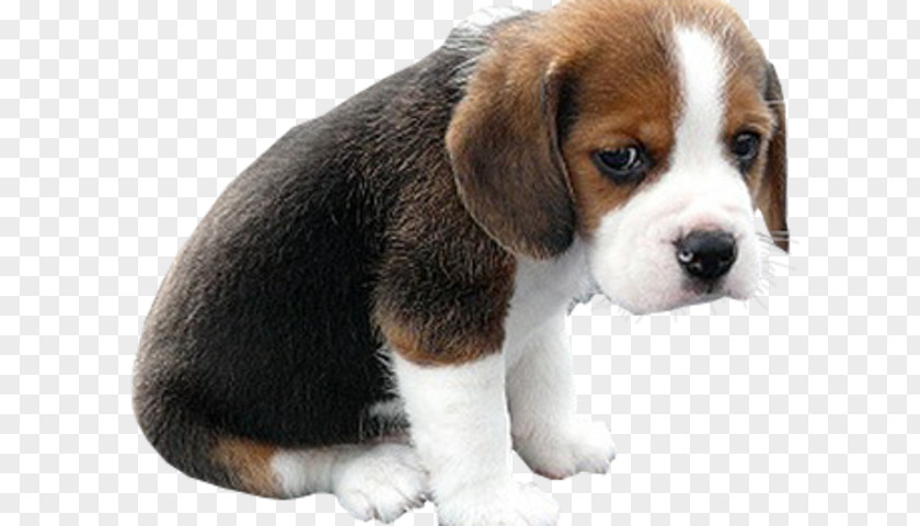 Puppy Bulldog Face Golden Retriever Sad Puppies PNG