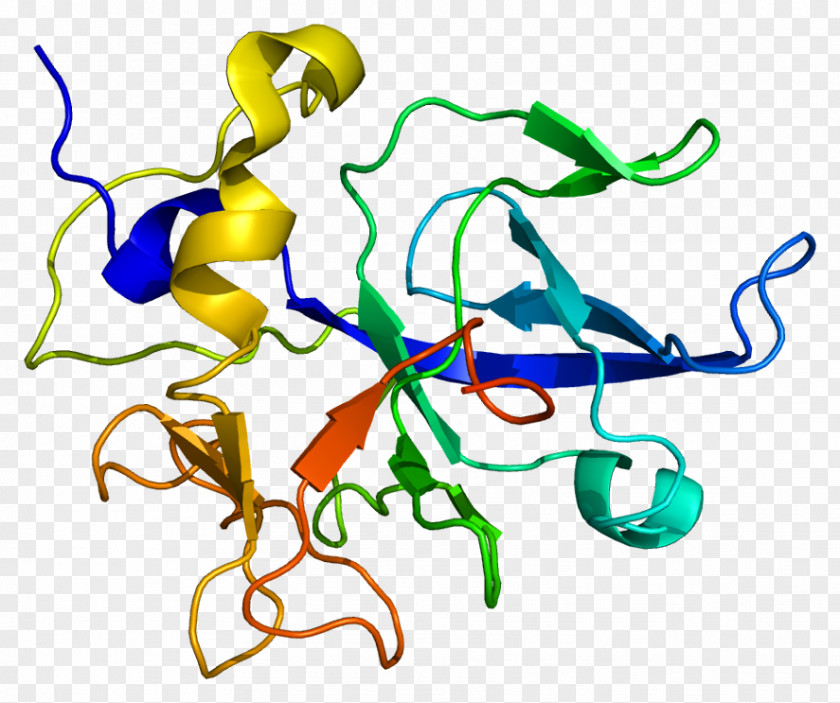 SCYE1 Wikipedia Protein Aminoacyl TRNA Synthetase Transfer RNA PNG
